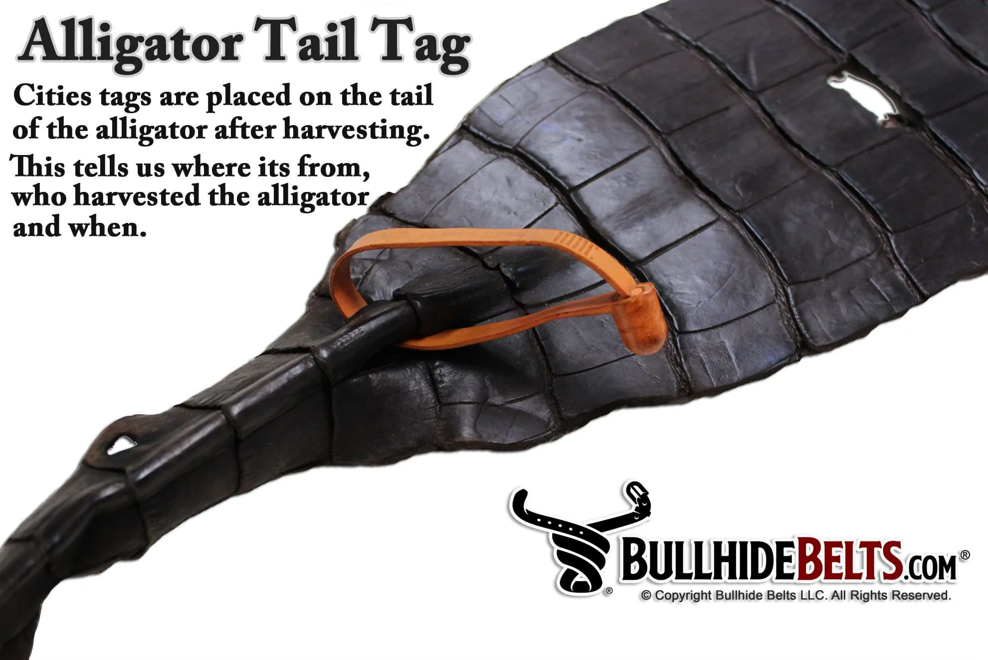 Brown Alligator Money Clip Wallet With Credit Card Slots