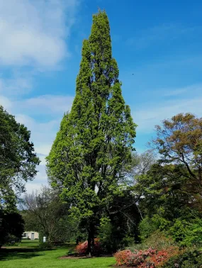 Columnar English Oak  5 Seeds  Quercus robur  USA Company