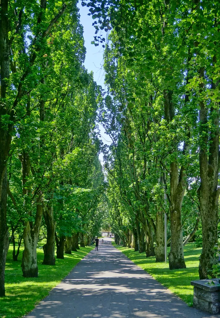 Columnar English Oak  5 Seeds  Quercus robur  USA Company
