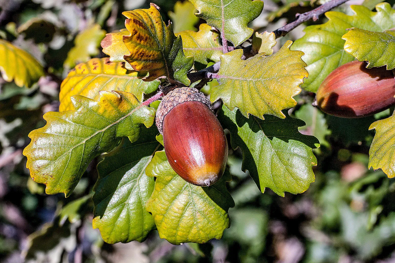Columnar English Oak  5 Seeds  Quercus robur  USA Company