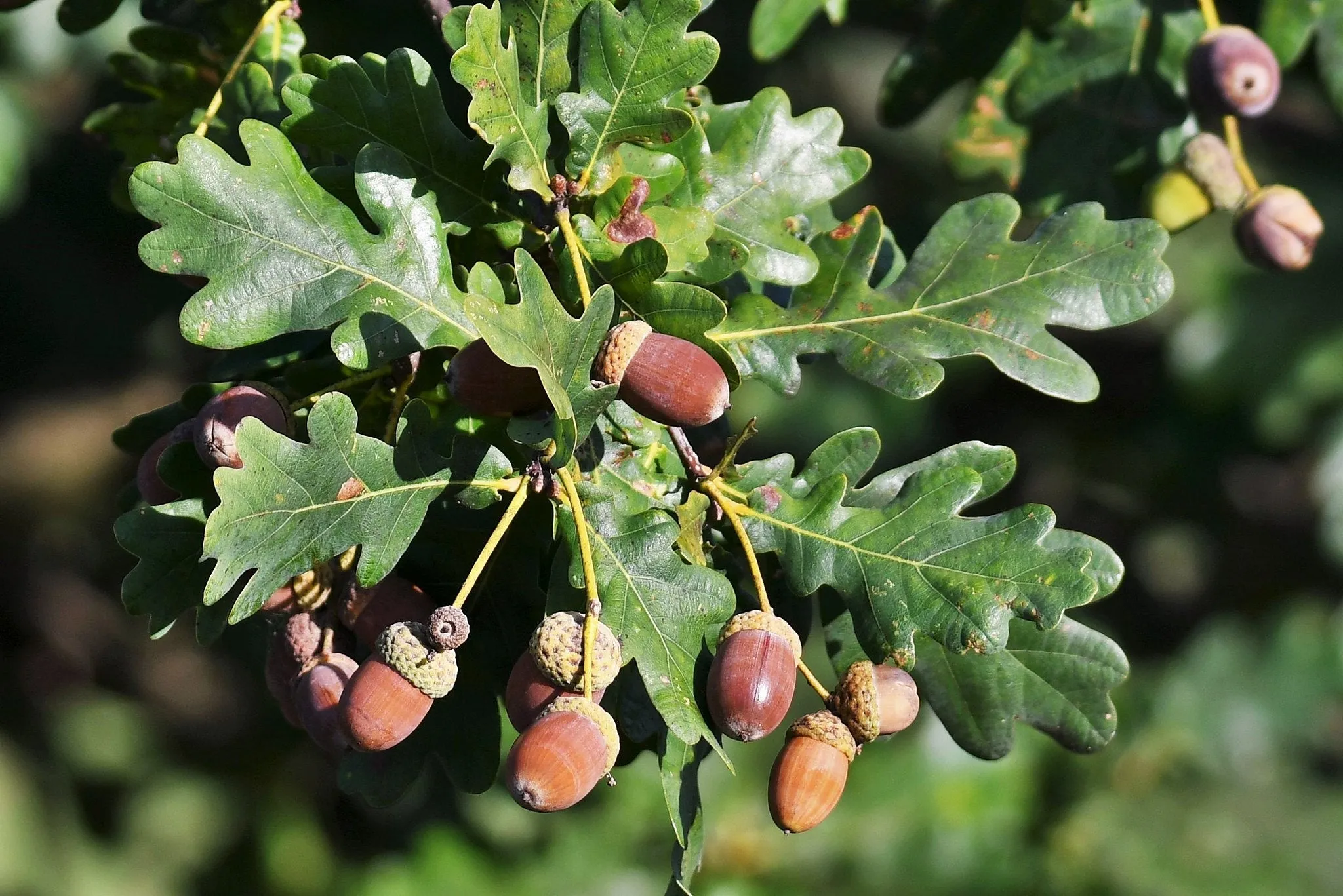 Columnar English Oak  5 Seeds  Quercus robur  USA Company