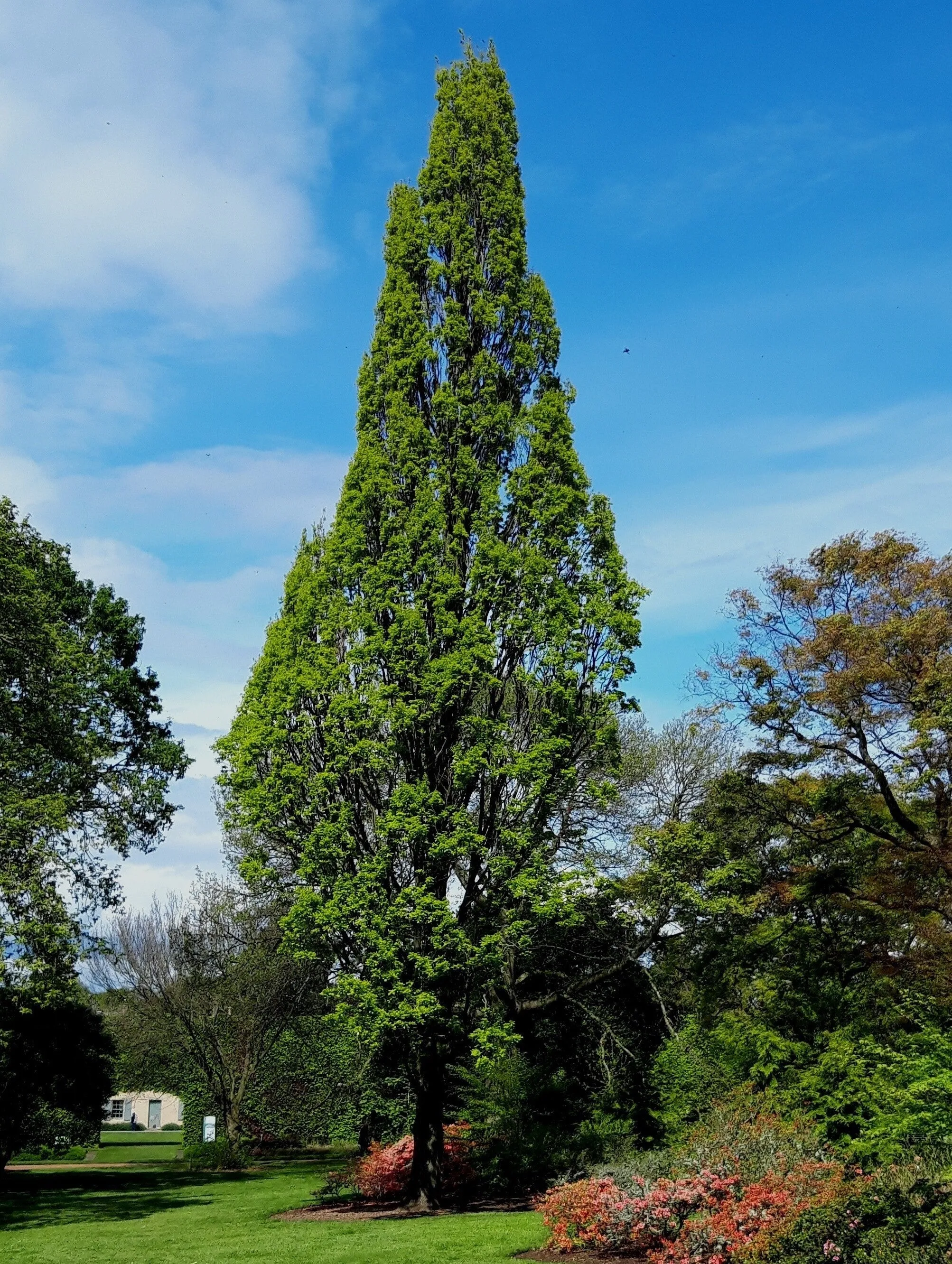 Columnar English Oak  5 Seeds  Quercus robur  USA Company