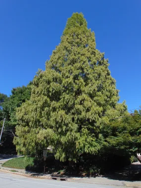 Dawn Redwood Metasequoia glyptostroboides 100 Seeds  USA Company