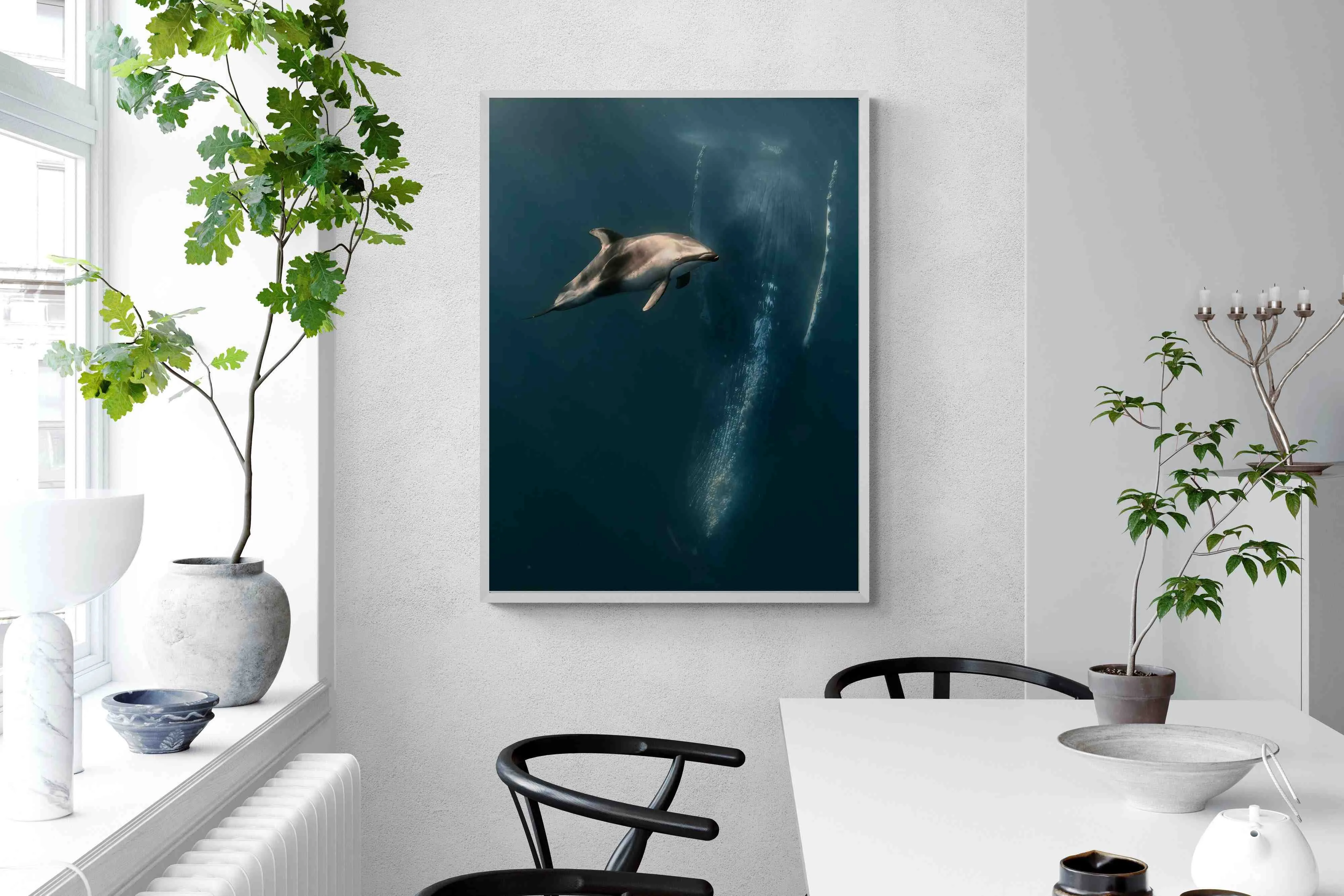 Dolphin Meets Whale