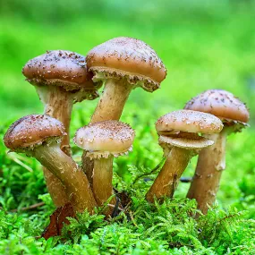 Honey Mushroom (Armillaria mellea)