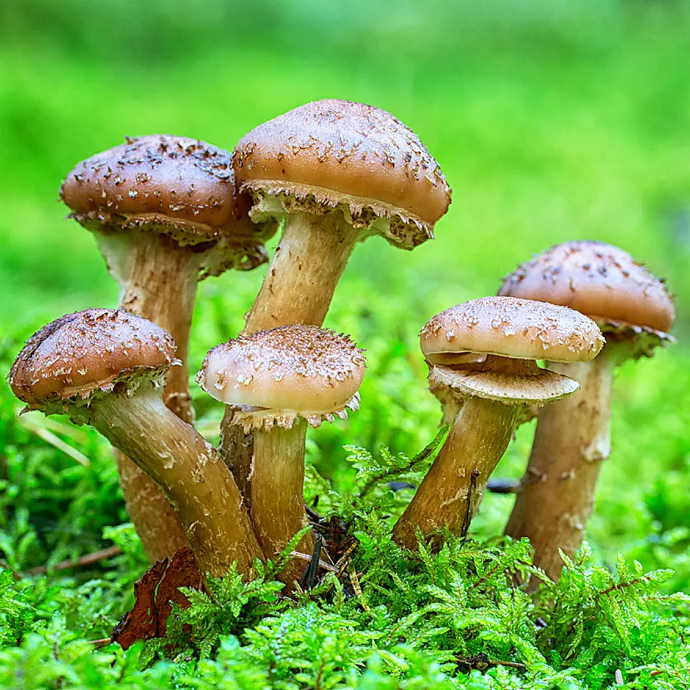 Honey Mushroom (Armillaria mellea)