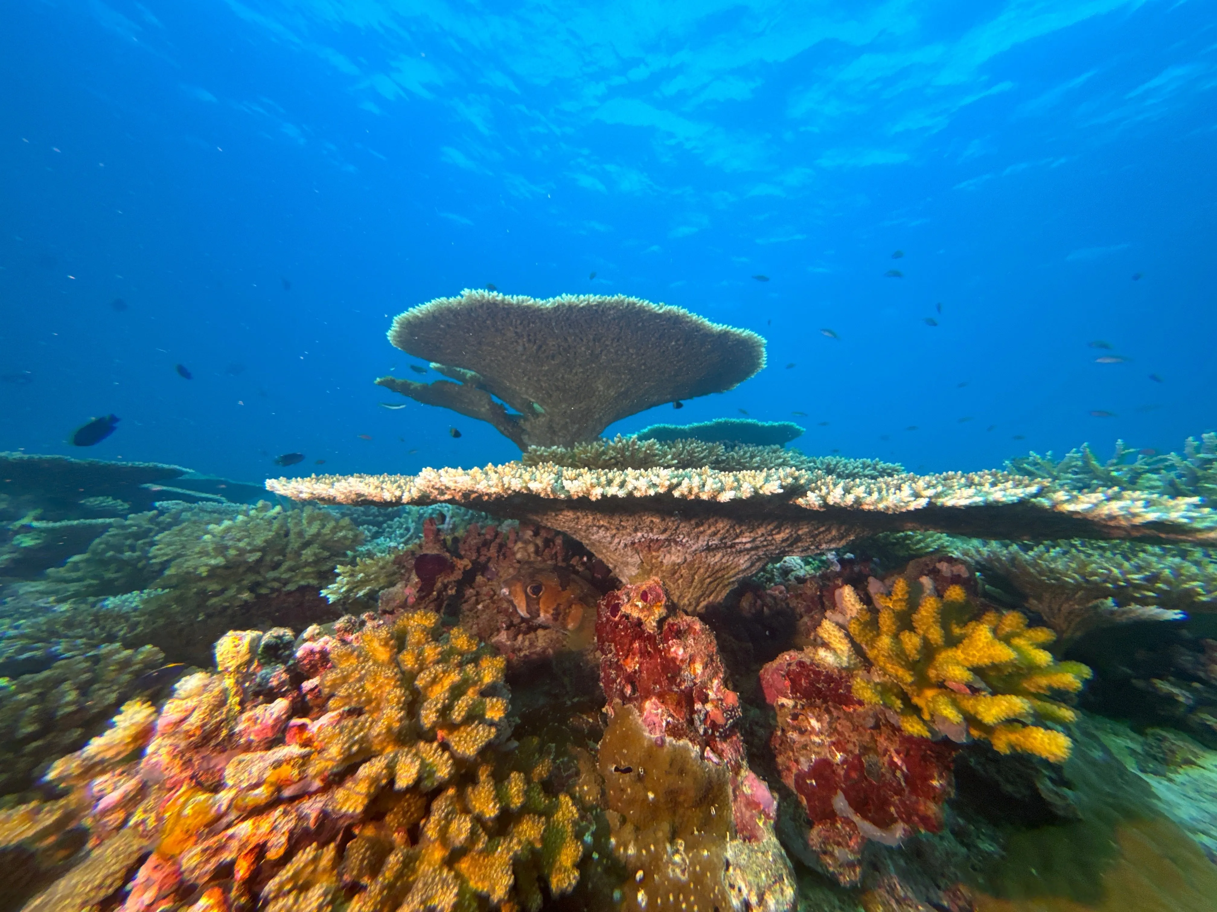 Liveaboard Deep South Maldives February 2025