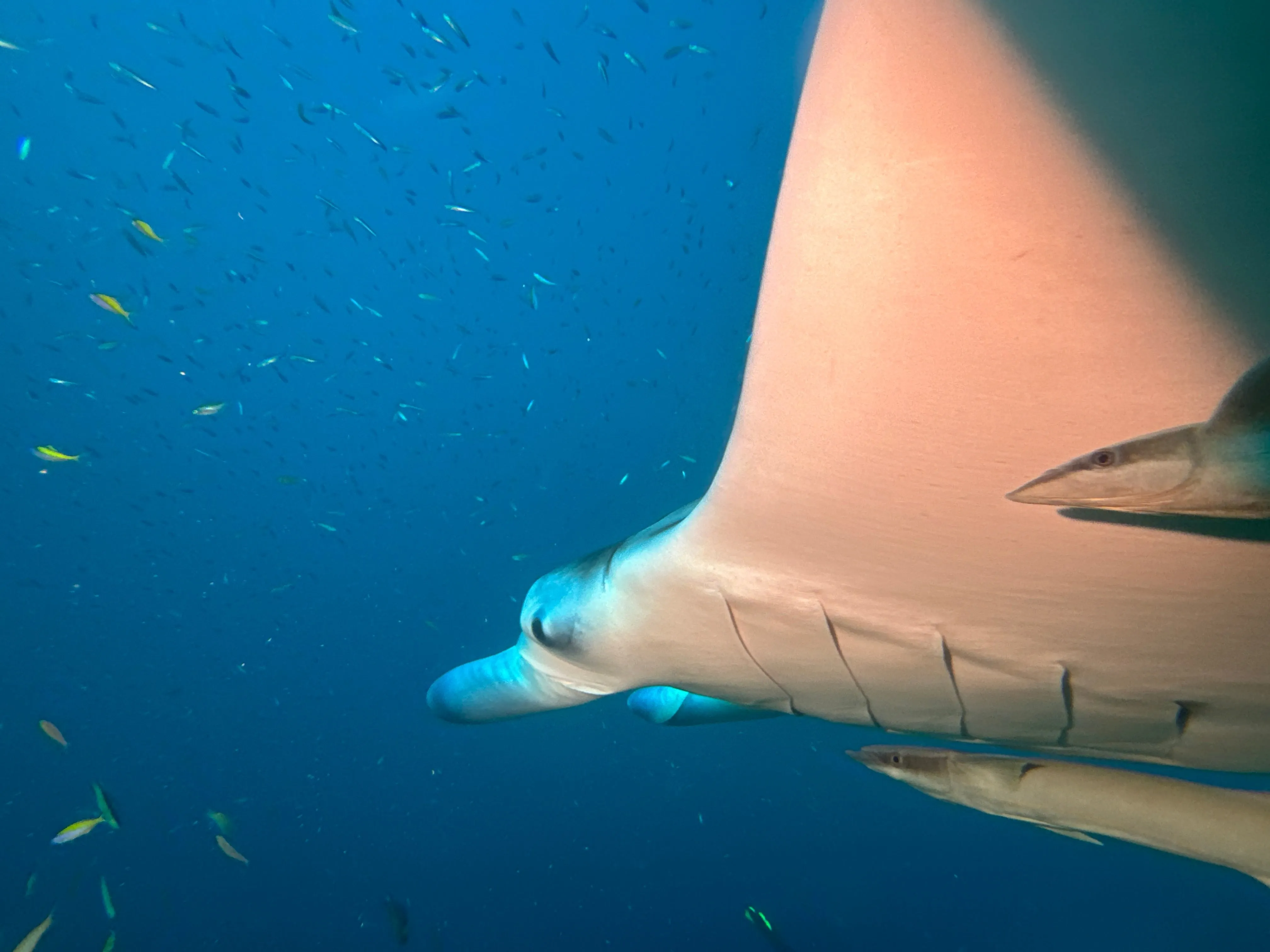 Liveaboard Deep South Maldives February 2025