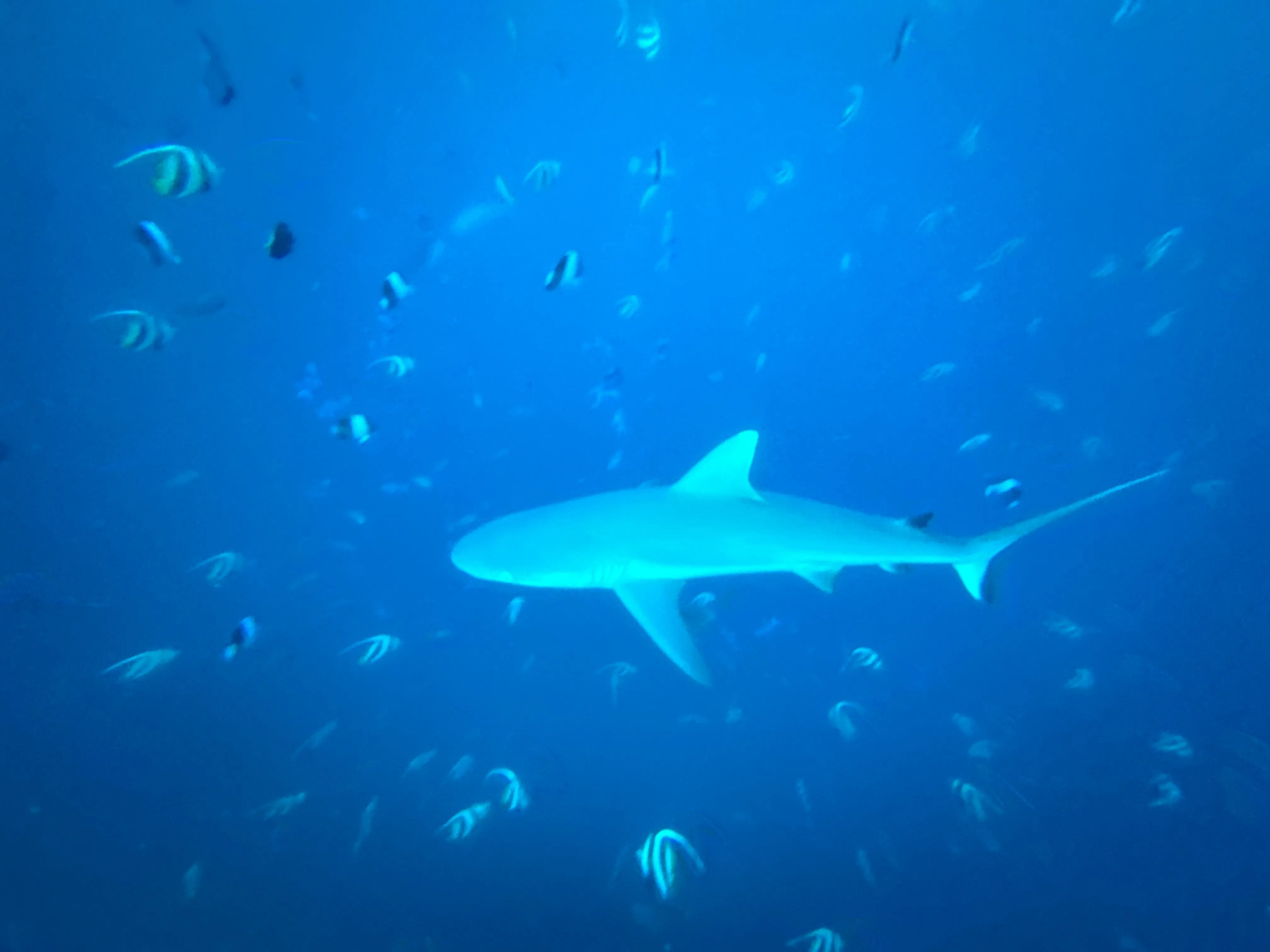 Liveaboard Deep South Maldives February 2025