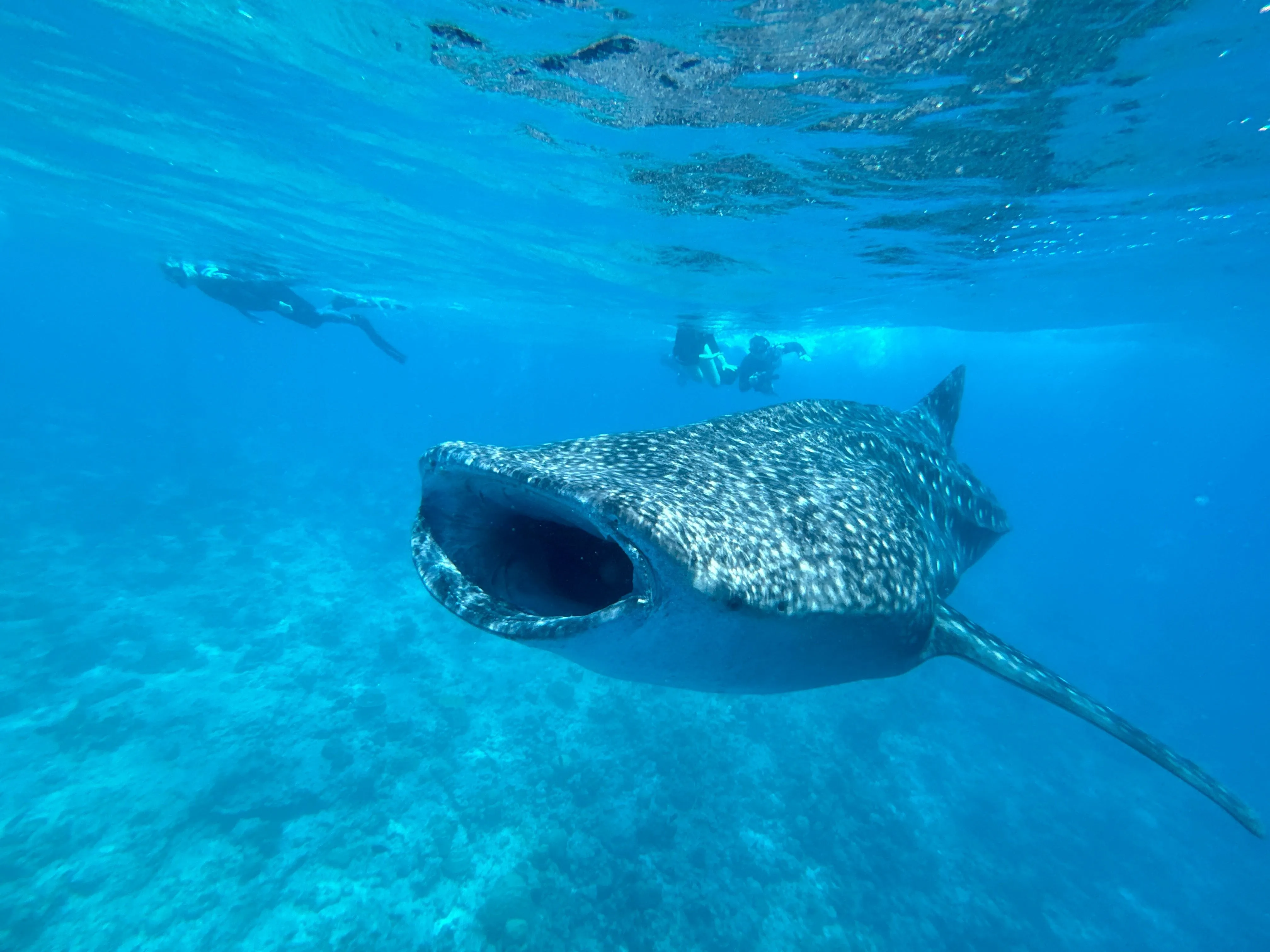 Liveaboard Deep South Maldives February 2025
