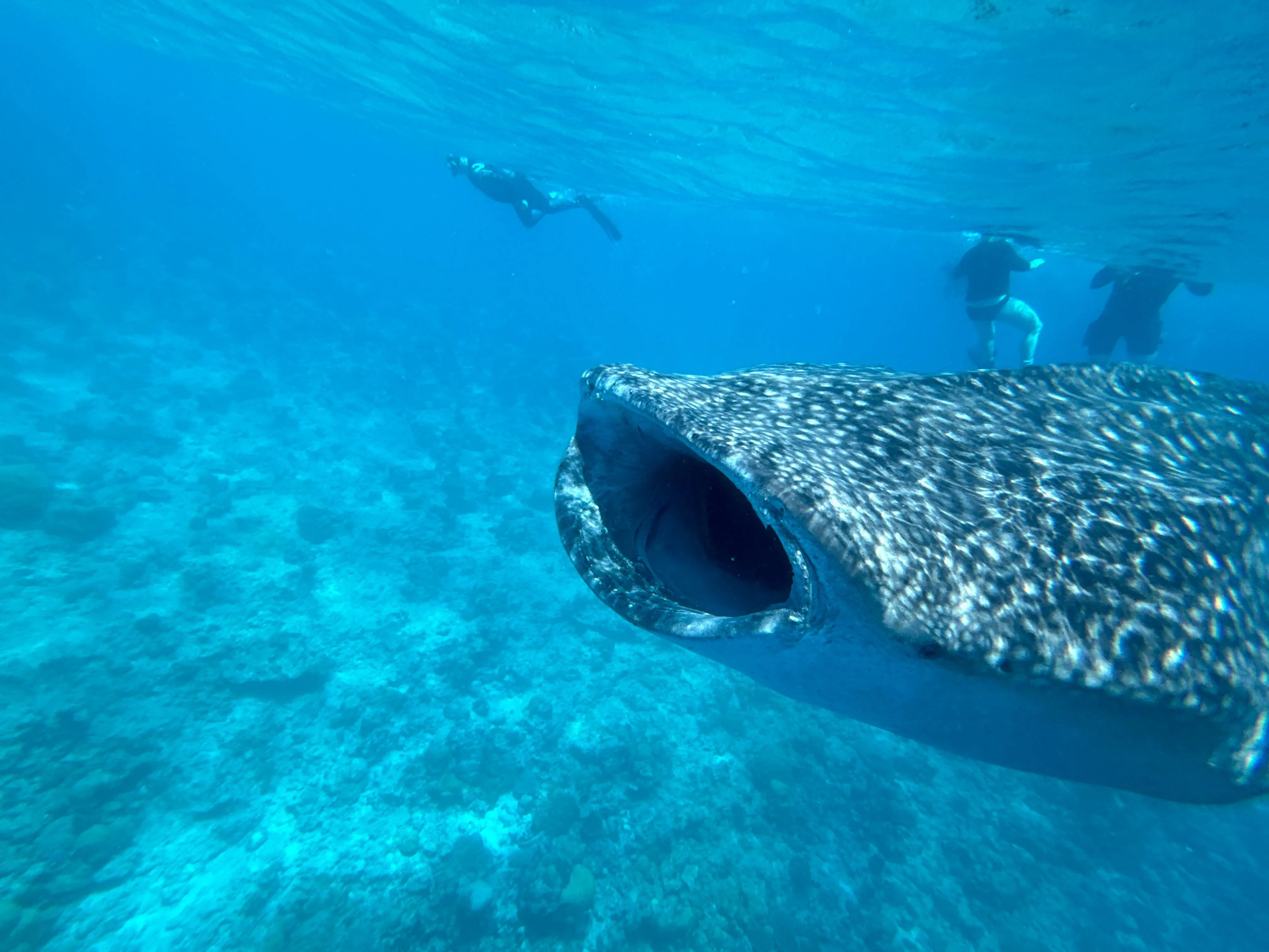 Liveaboard Deep South Maldives February 2025
