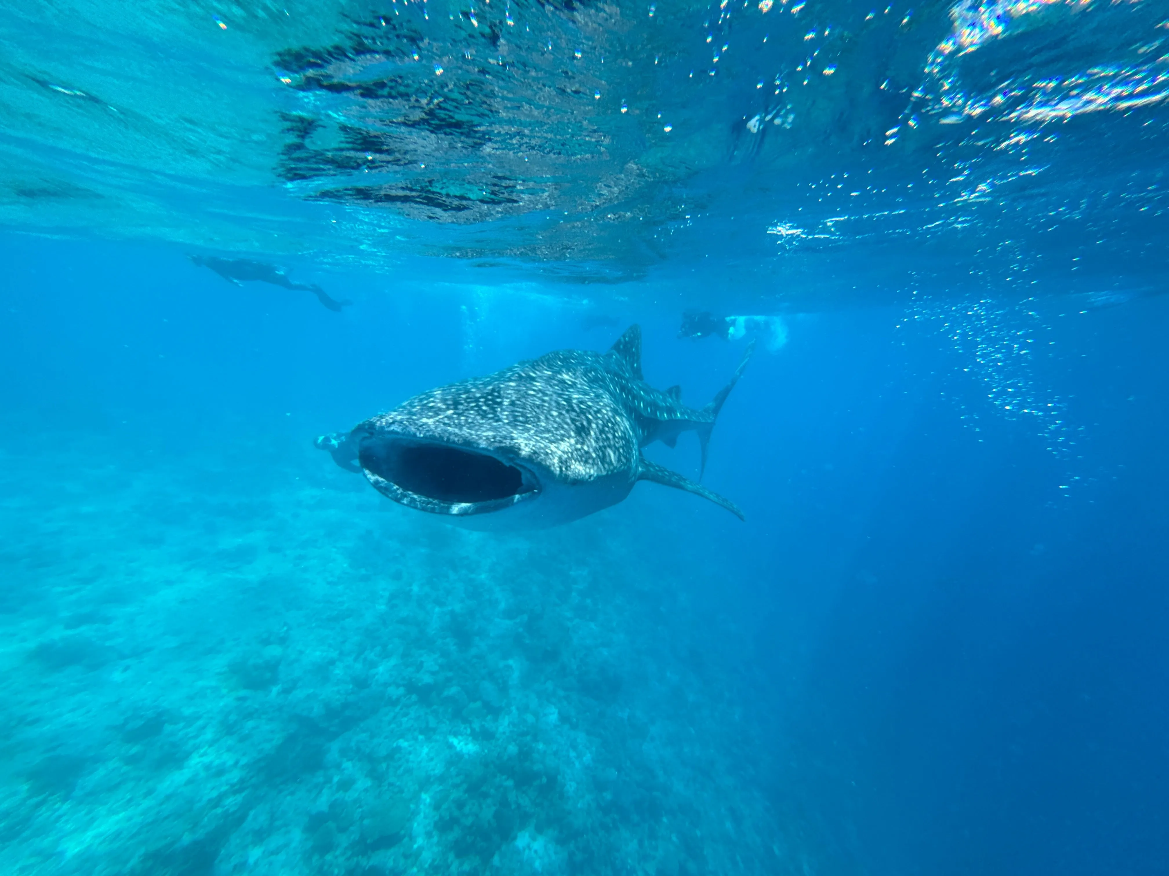 Liveaboard Deep South Maldives February 2025