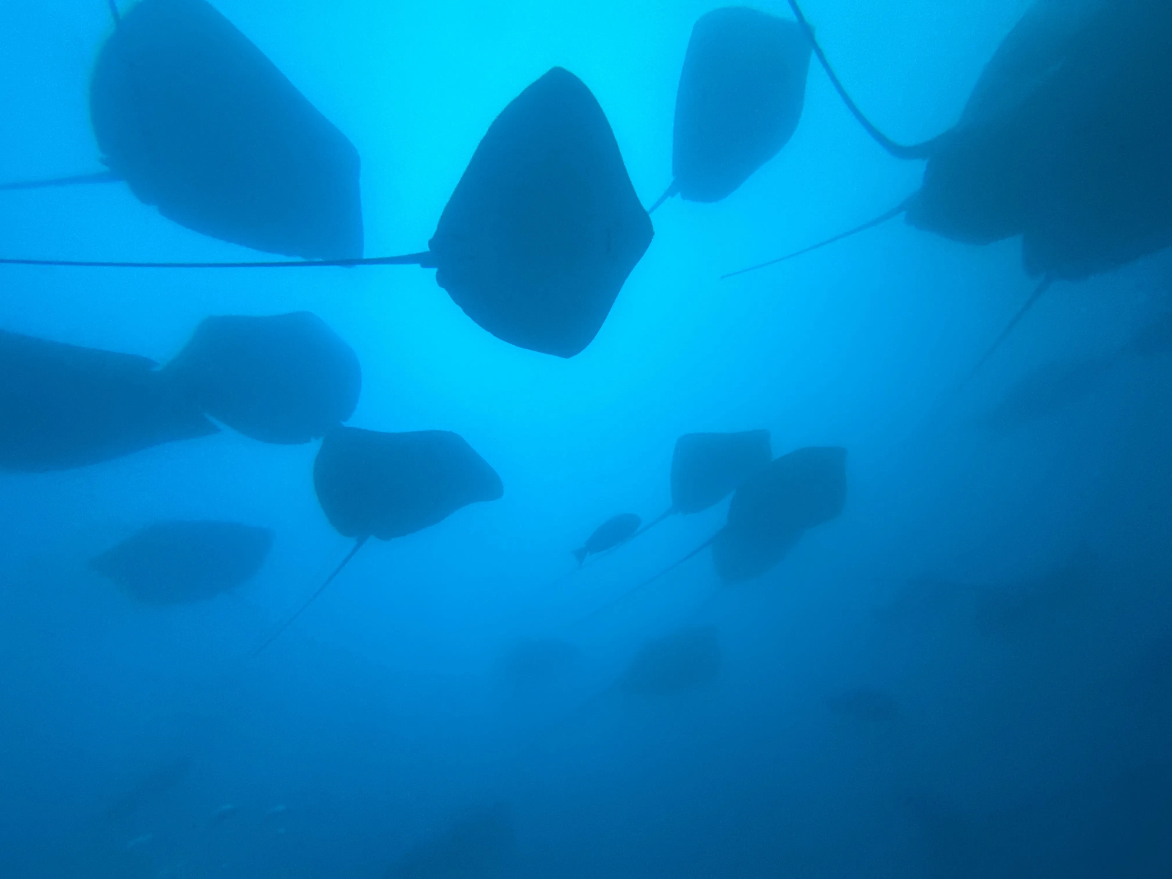 Liveaboard Deep South Maldives February 2025