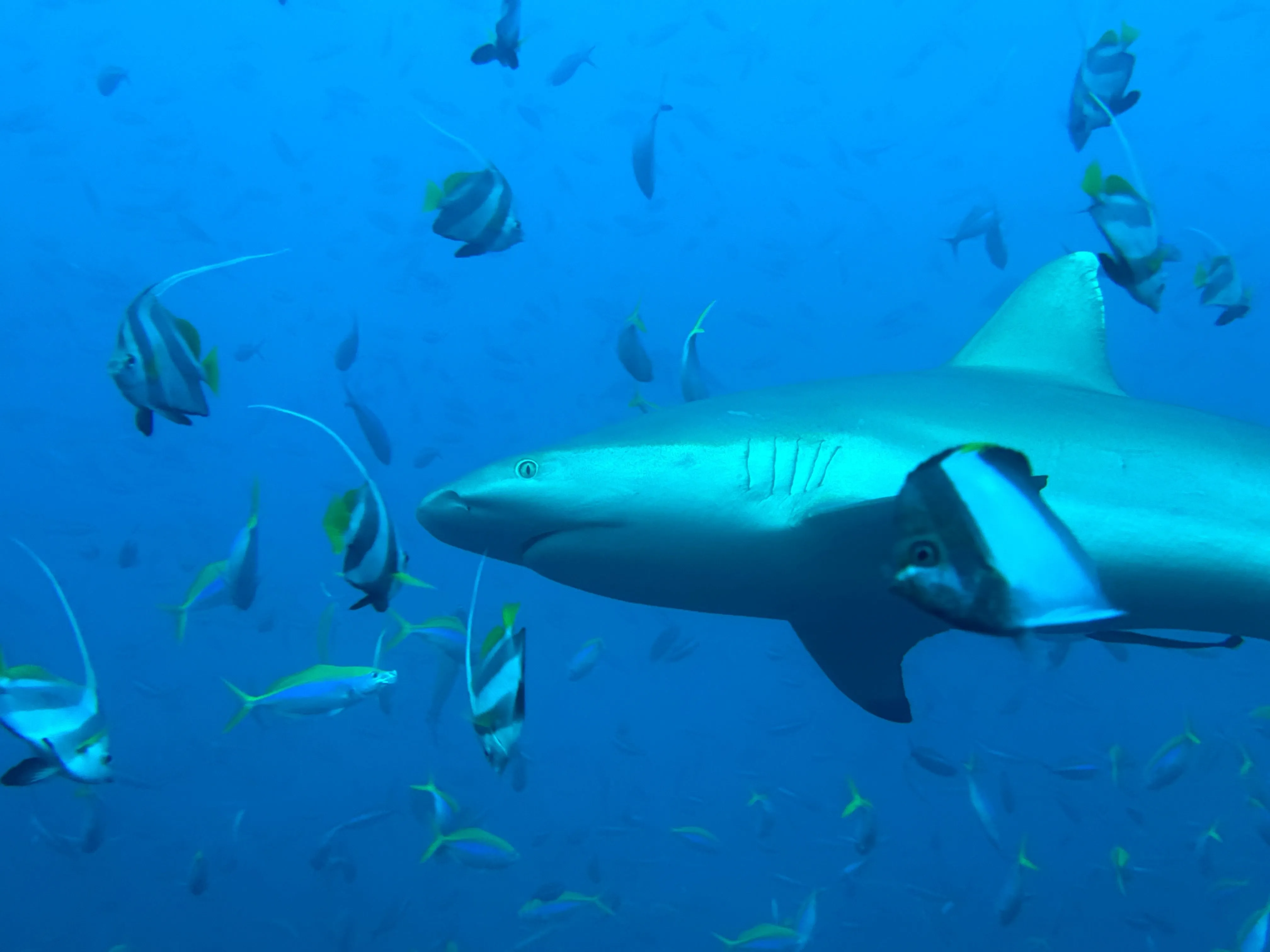 Liveaboard Deep South Maldives February 2025