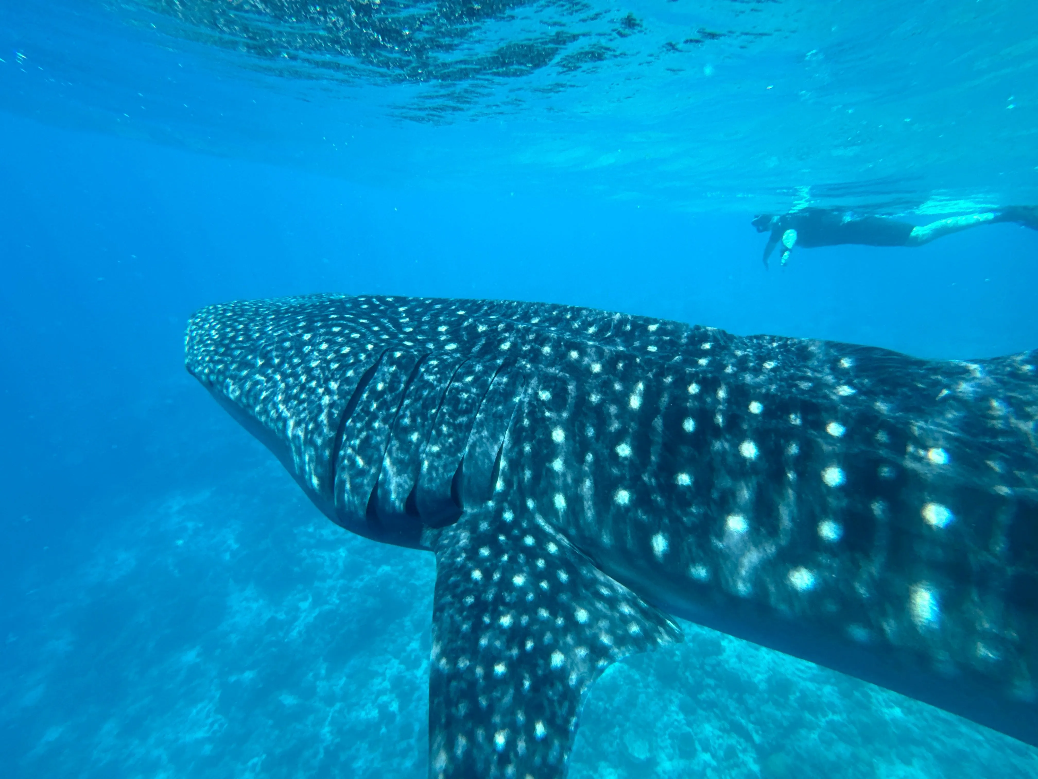 Liveaboard Deep South Maldives February 2025