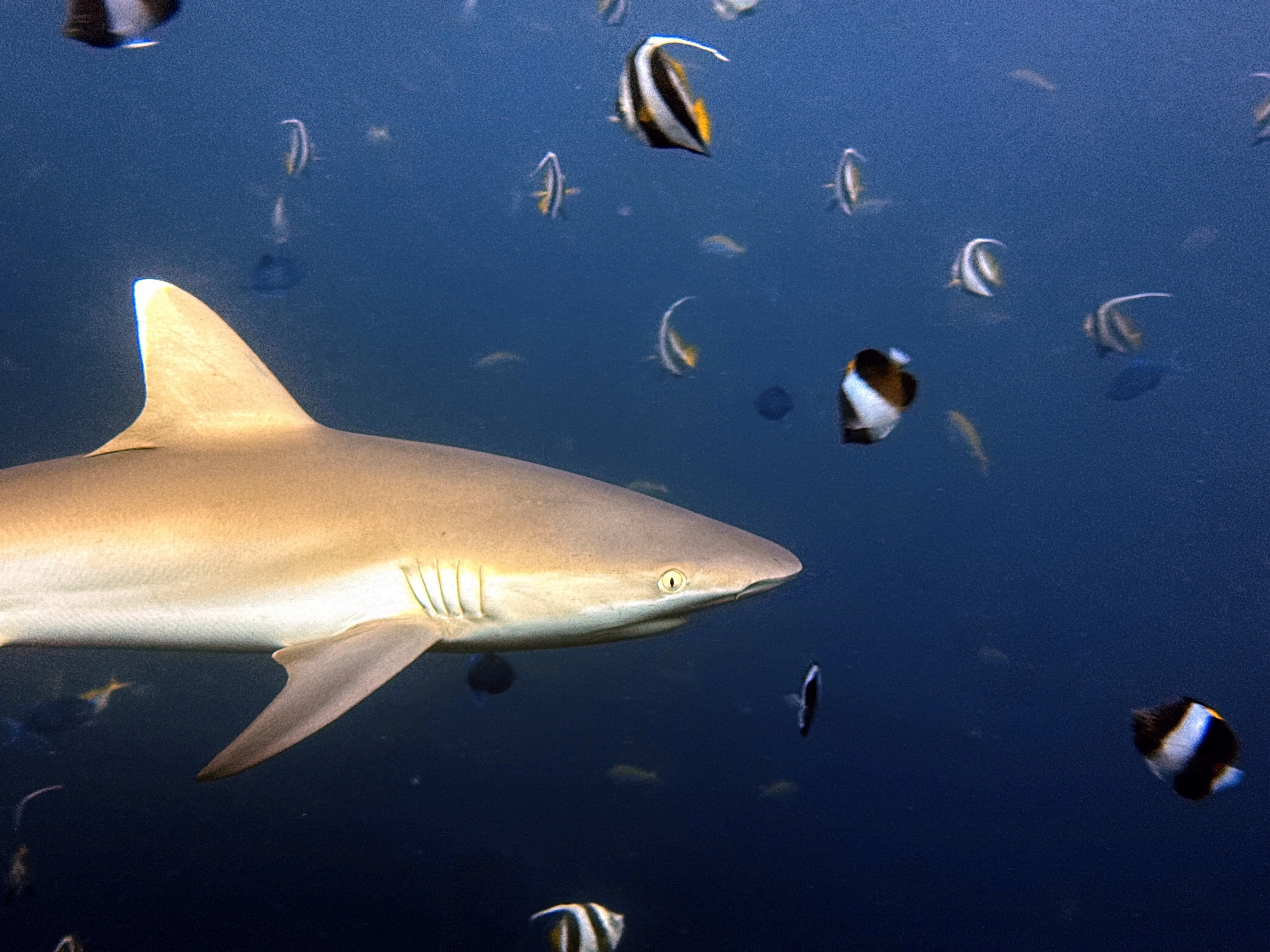 Liveaboard Deep South Maldives February 2025