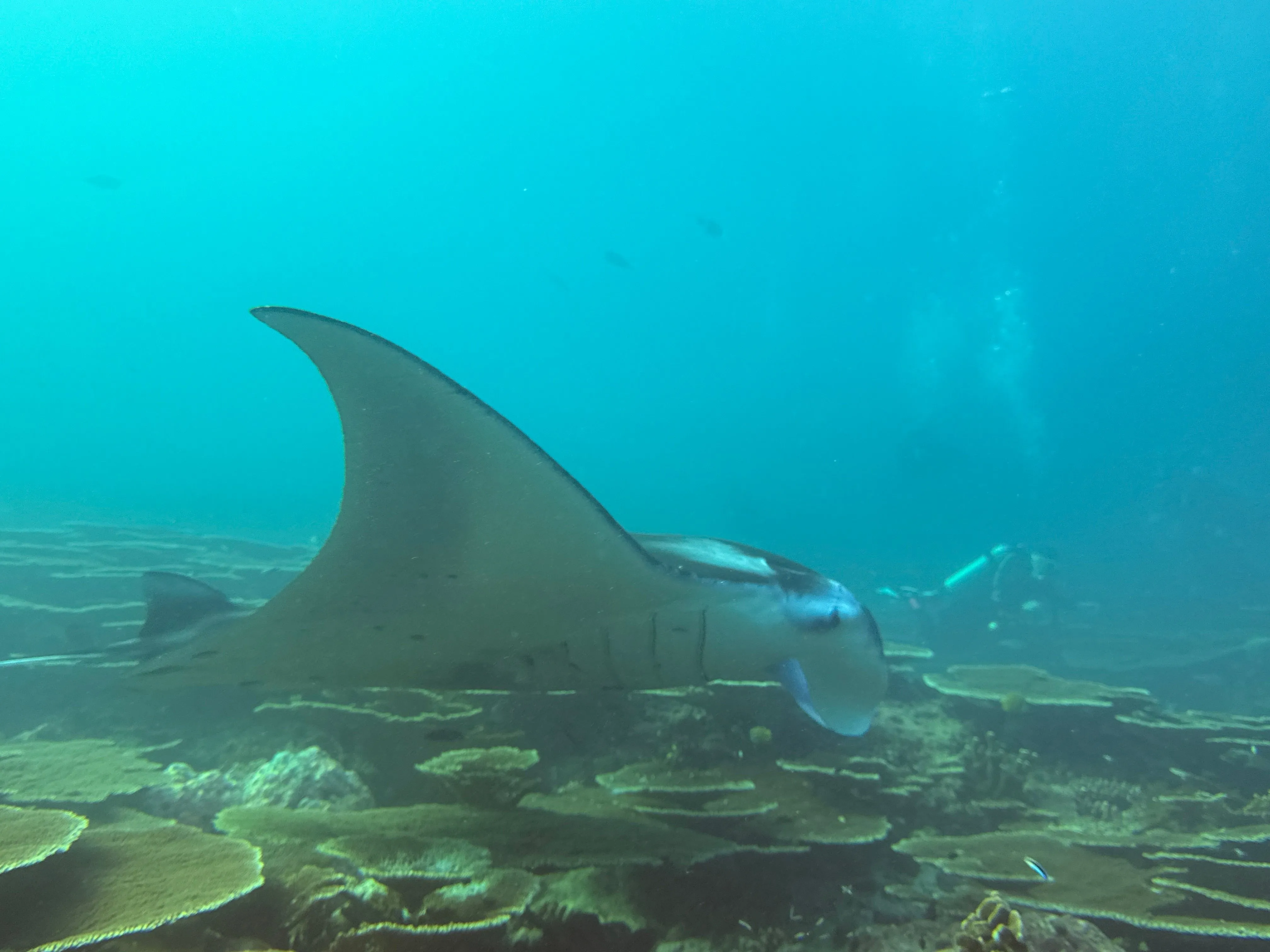 Liveaboard Deep South Maldives February 2025