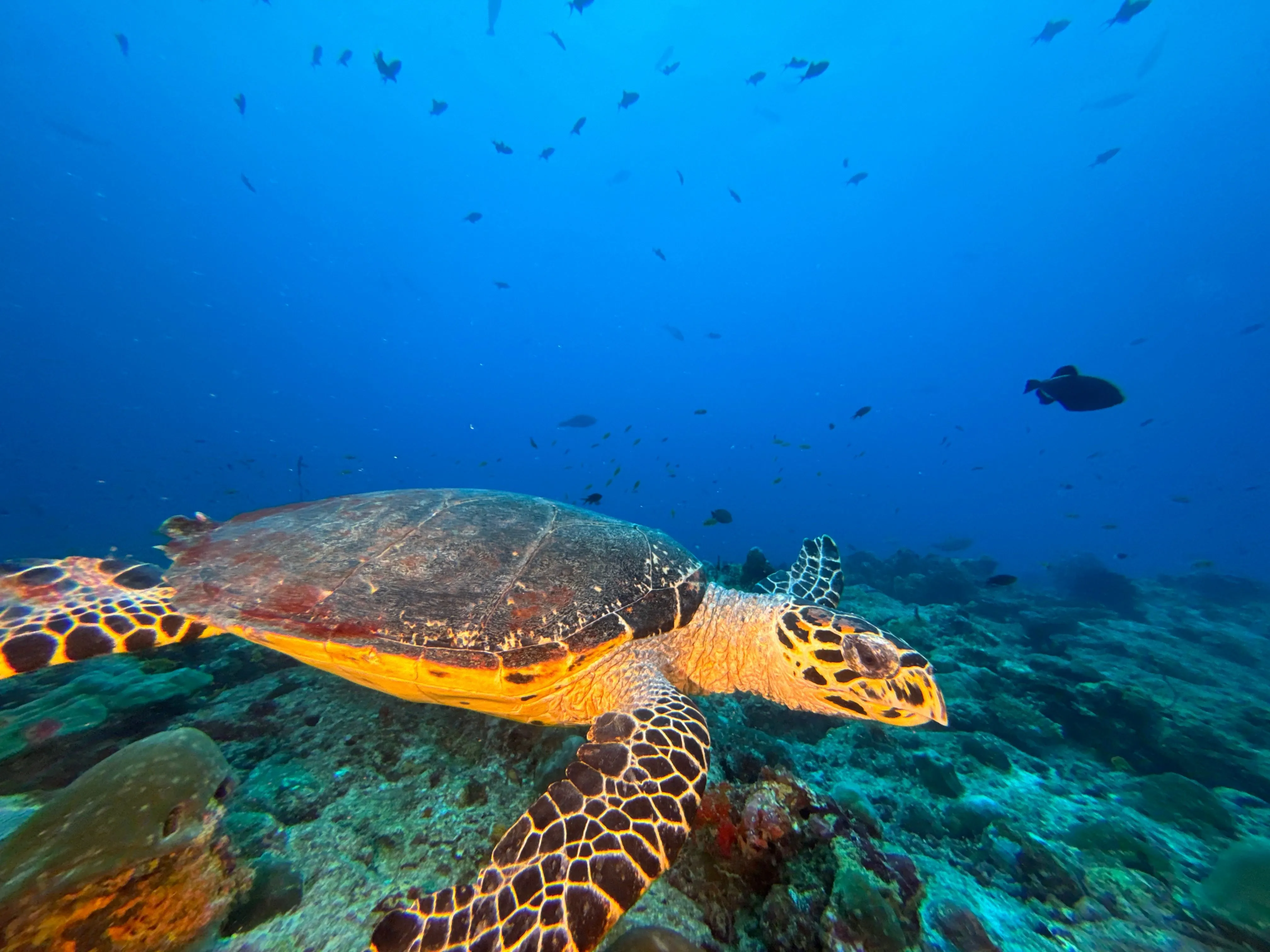 Liveaboard Deep South Maldives February 2025