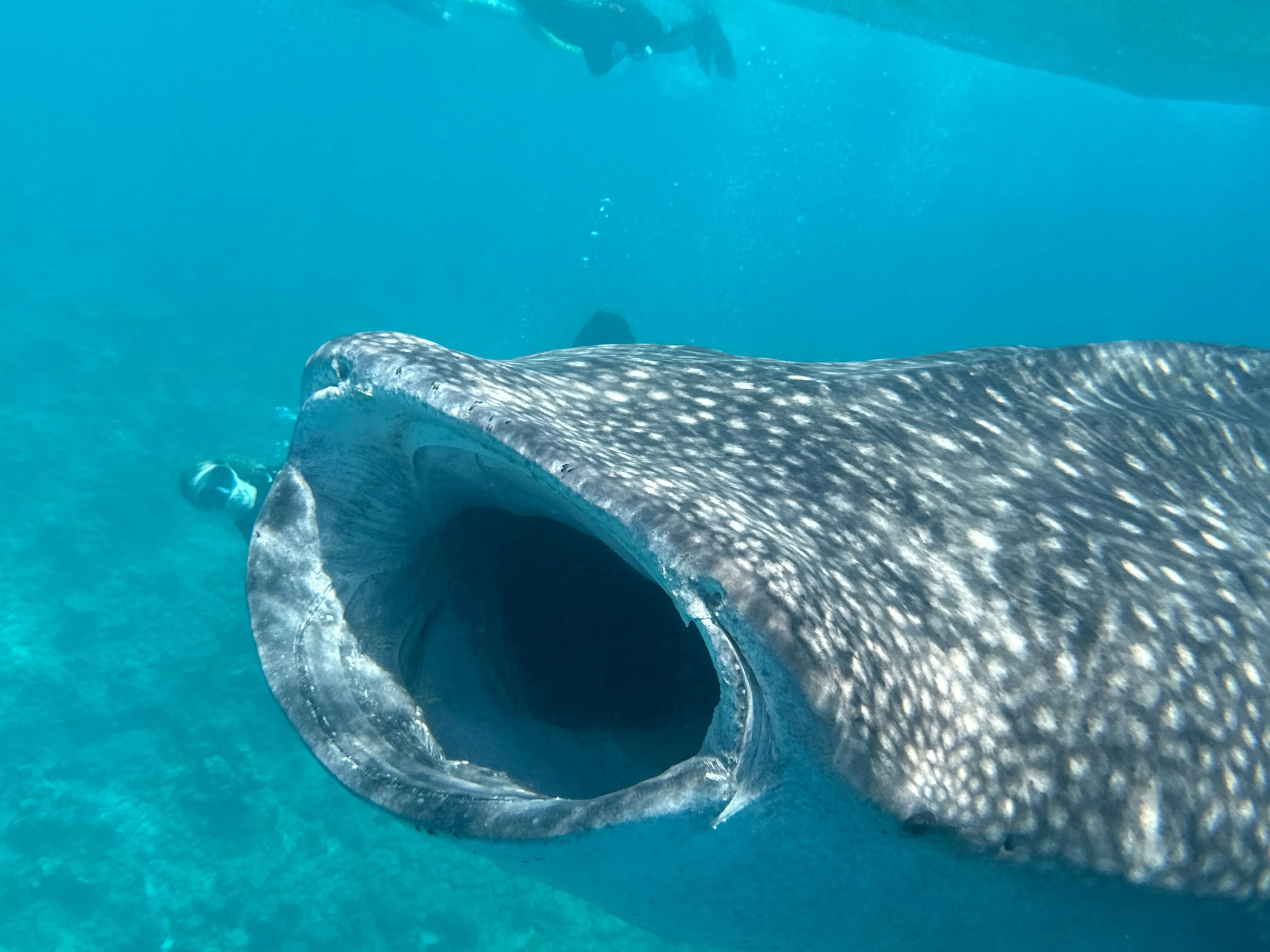 Liveaboard Deep South Maldives February 2025