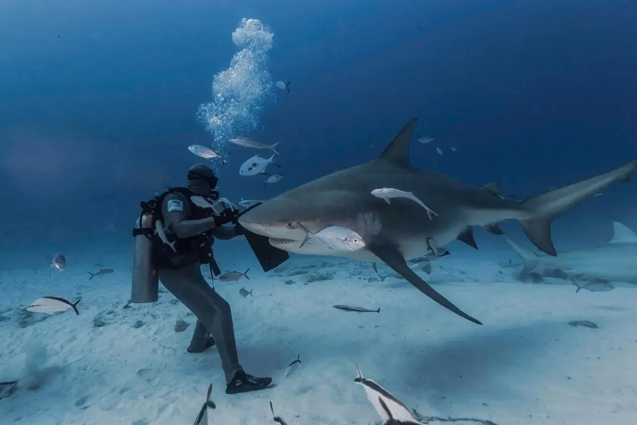 Playa del Carmen Bull Shark Diving Adventure