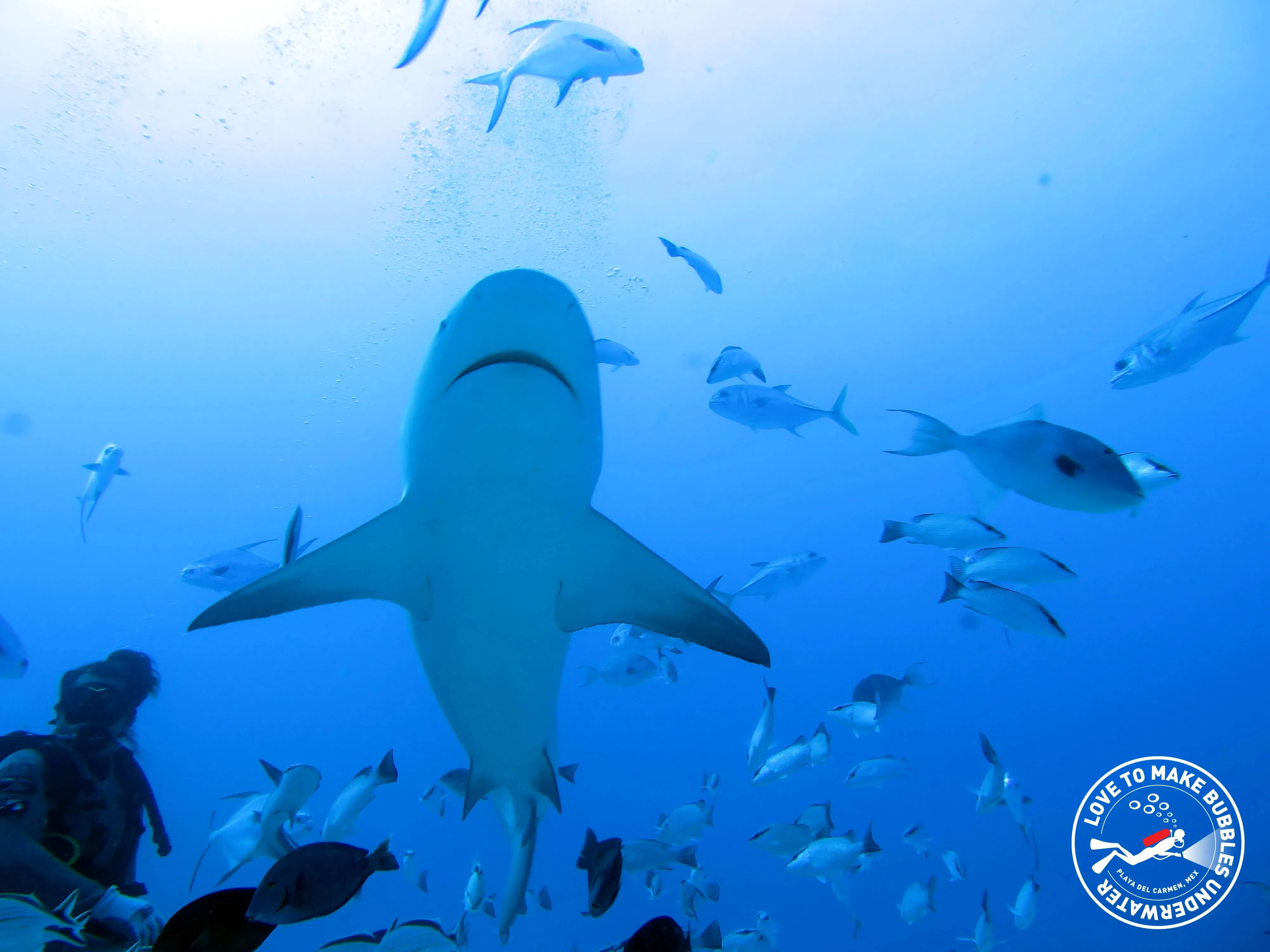 Playa del Carmen Bull Shark Diving Adventure