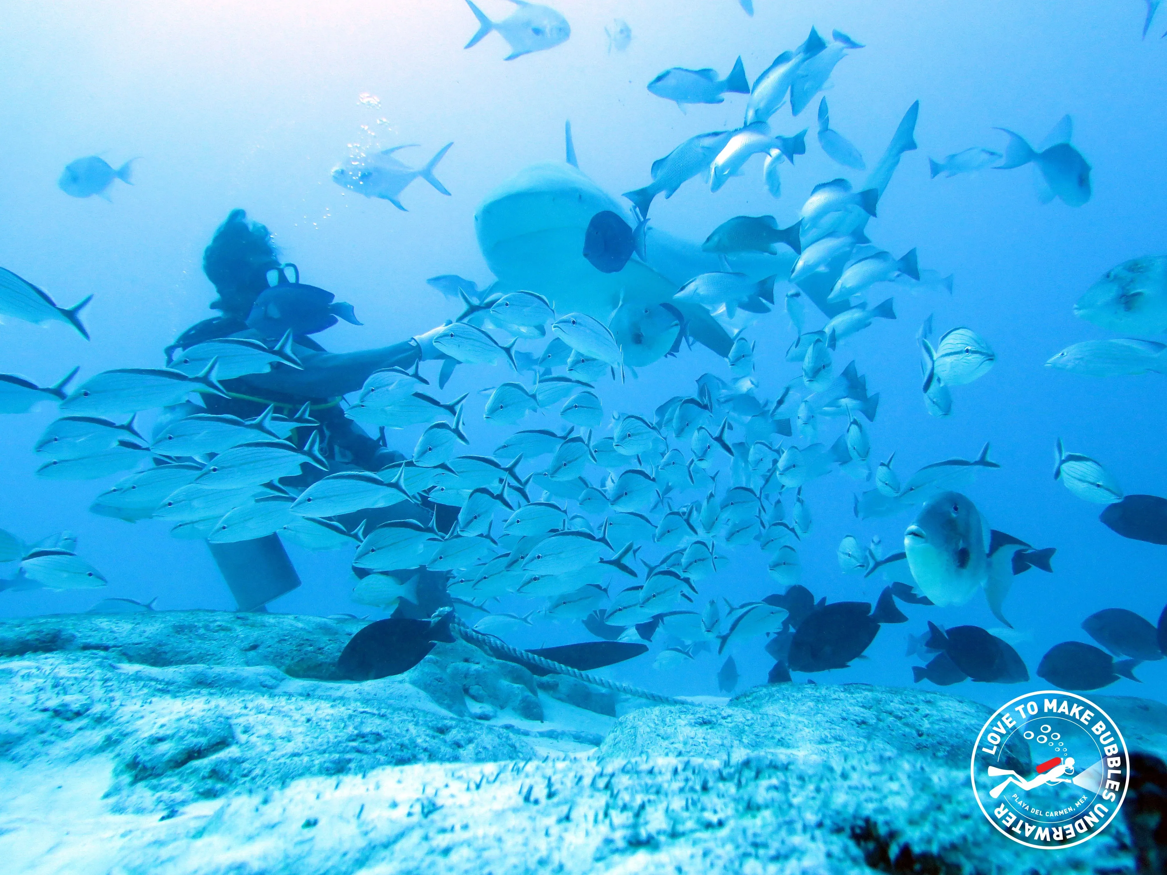 Playa del Carmen Bull Shark Diving Adventure