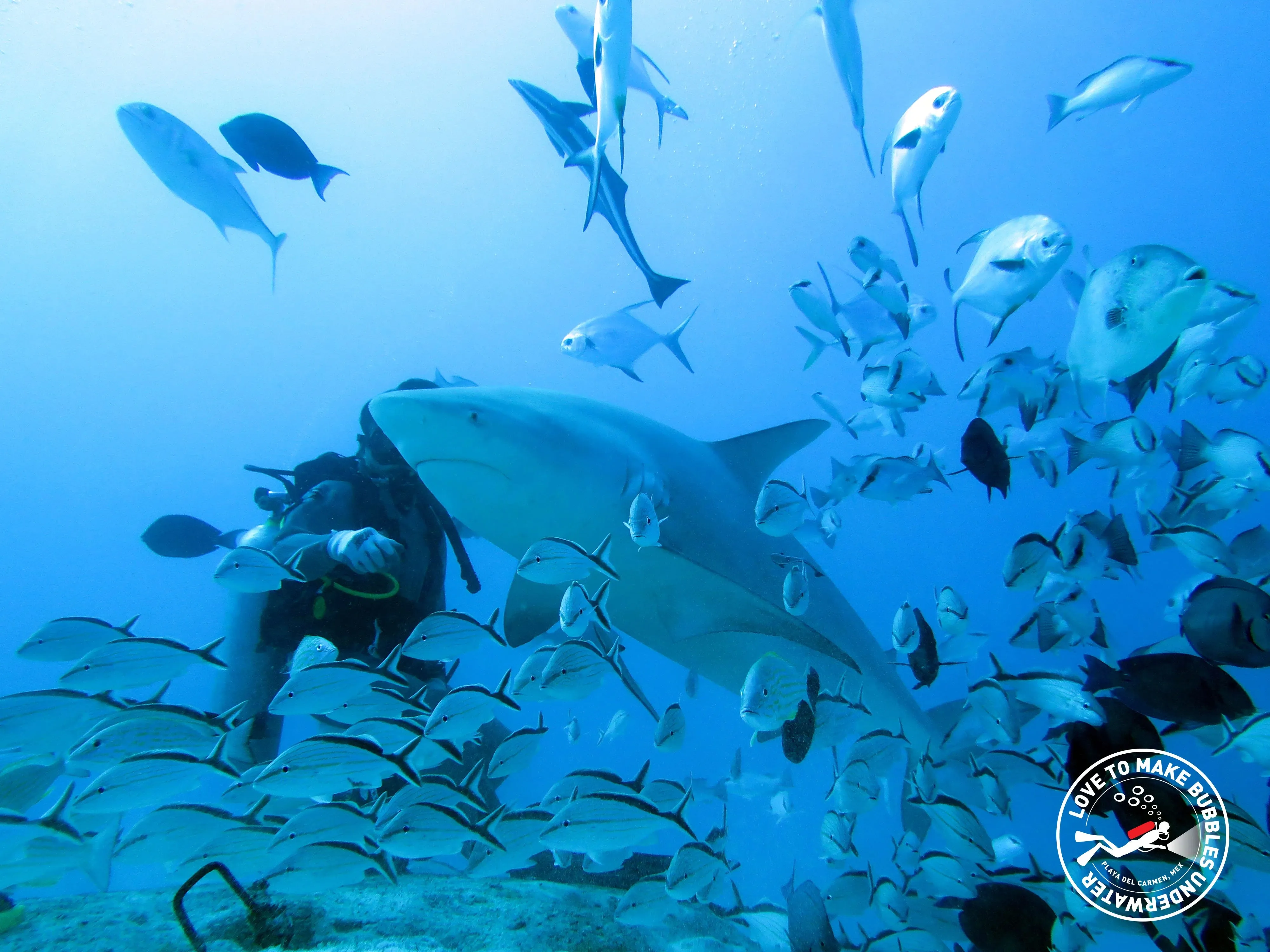 Playa del Carmen Bull Shark Diving Adventure