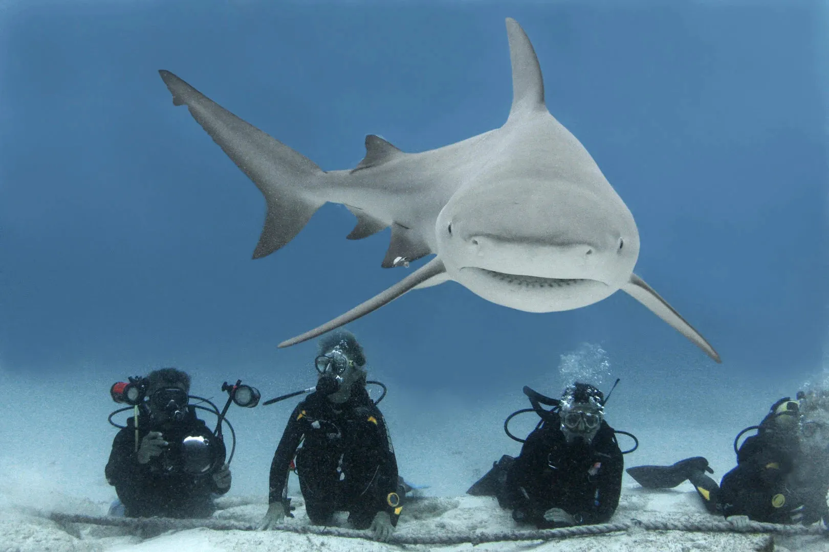 Playa del Carmen Bull Shark Diving Adventure
