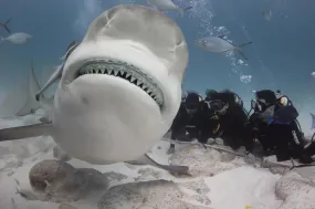 Playa del Carmen Bull Shark Diving Adventure